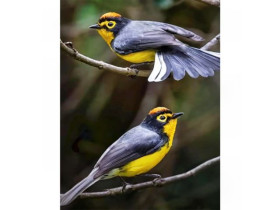 Картина за номерами 40*50см, 73554, акрилові фарби